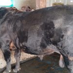 Sedia sapi kurban 2024