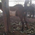 Sedia kambing kurban 2024