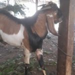 Sedia kambing kurban 2024