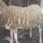 Sedia kambing kurban 2024
