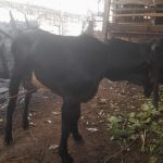 Sedia kambing kurban 2024