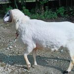 (Pending) ternak kurban