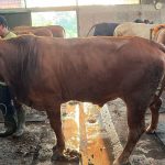 Sapi kurban 2026