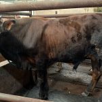 Sapi kurban 2026